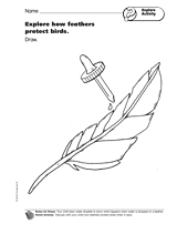 Explore Activity: Explore How Feathers Protect Birds
