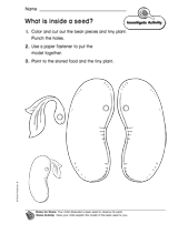 What Is Inside a Seed?