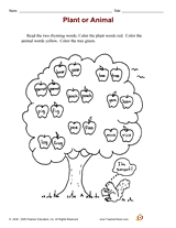 Plant or Animal