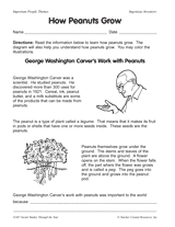 How Peanuts Grow