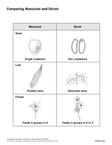 Comparing Monocots and Dicots