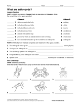 What Are Arthropods?