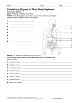 Activity: Classifying Organs in Their Body Systems