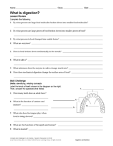 What Is Digestion?