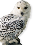 Instant Expert: Arctic and Antarctic