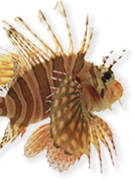 Instant Expert: Oceans